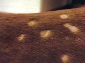 Ilustracja do pytania 38