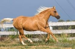 Ilustracja do pytania 25