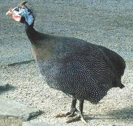 Ilustracja do pytania 7