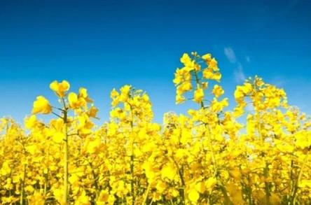 Ilustracja do pytania 34