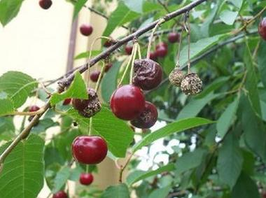 Ilustracja do pytania 32