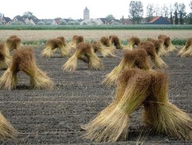 Ilustracja do pytania 15