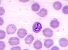 Ilustracja do pytania