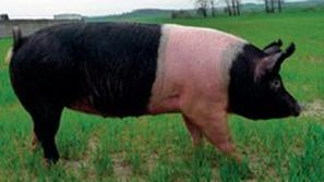 Ilustracja do pytania 37