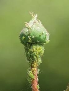 Ilustracja do pytania 27