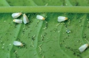 Ilustracja do pytania 27