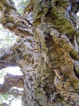 Ilustracja do pytania 16