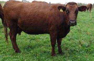 Ilustracja do pytania 35