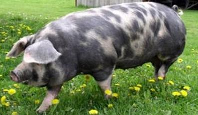 Ilustracja do pytania