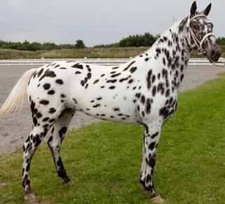 Ilustracja do pytania