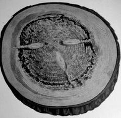 Ilustracja do pytania 22