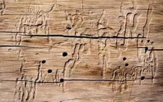 Ilustracja do pytania