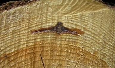 Ilustracja do pytania 40