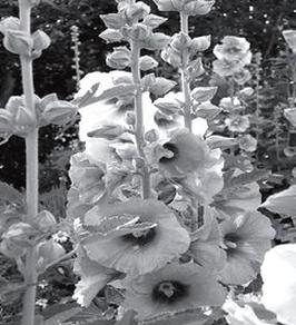 Ilustracja do pytania 33