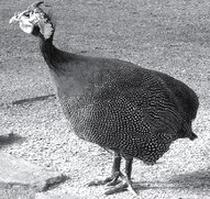 Ilustracja do pytania 1