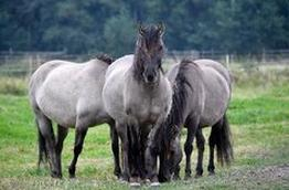 Ilustracja do pytania 27