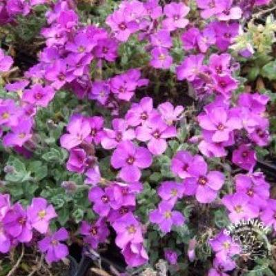 Ilustracja do pytania 8