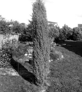 Ilustracja do pytania 33