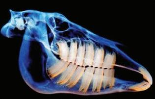 Ilustracja do pytania 18