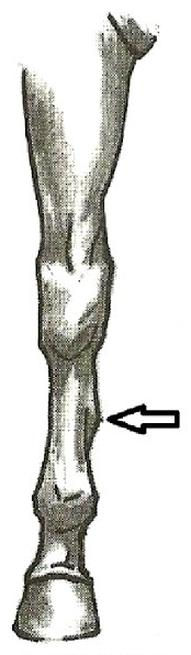 Ilustracja do pytania 25