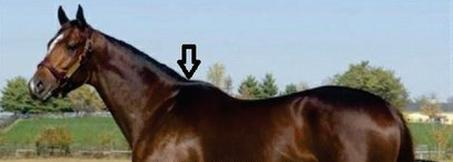 Ilustracja do pytania