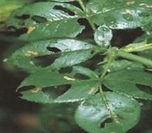 Ilustracja do pytania