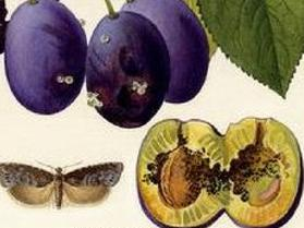 Ilustracja do pytania 34