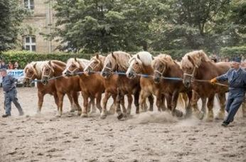 Ilustracja do pytania 15