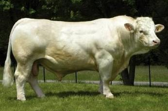 Ilustracja do pytania