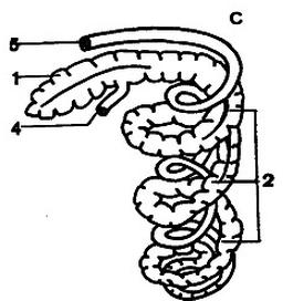 Ilustracja do pytania