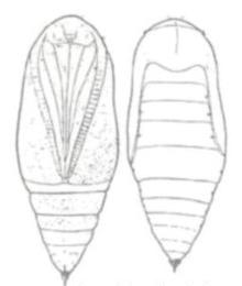 Ilustracja do pytania 32