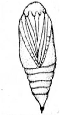 Ilustracja do pytania 12