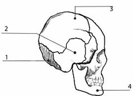 Ilustracja do pytania 24
