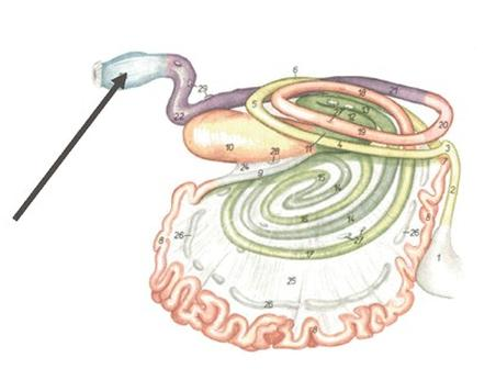 Ilustracja do pytania