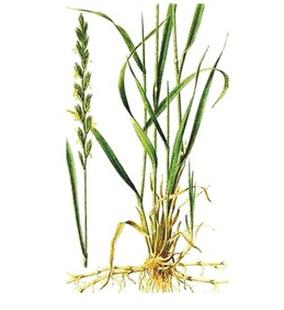 Ilustracja do pytania