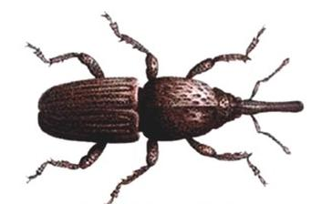 Ilustracja do pytania