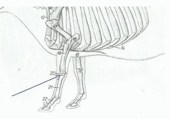 Ilustracja do pytania