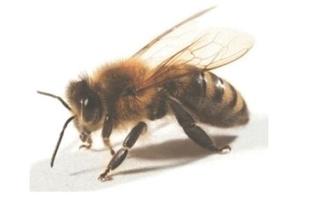 Ilustracja do pytania