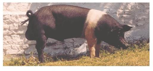 Ilustracja do pytania