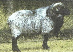 Ilustracja do pytania