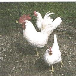 Ilustracja do pytania