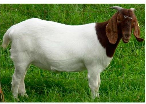 Ilustracja do pytania