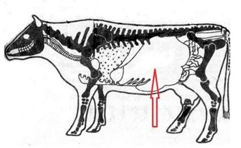 Ilustracja do pytania