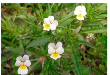 Ilustracja do pytania