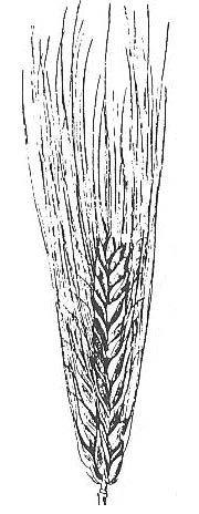 Ilustracja do odpowiedzi D