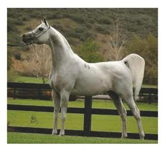 Ilustracja do pytania 33