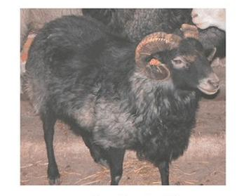 Ilustracja do pytania 6