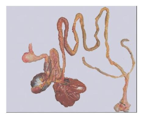 Ilustracja do pytania 26