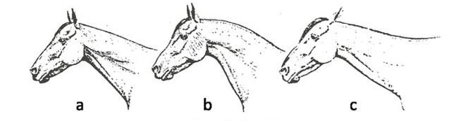 Ilustracja do pytania