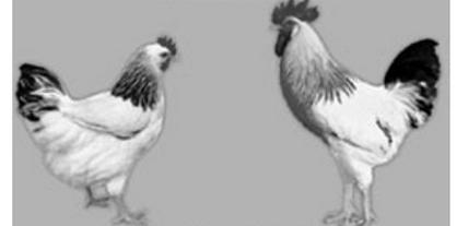 Ilustracja do pytania 28